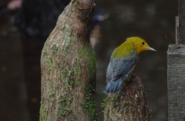 Prothonotary Warbler