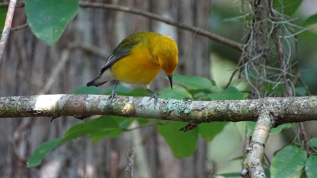 Prothonotary Warbler