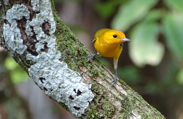 Prothonotary Warbler