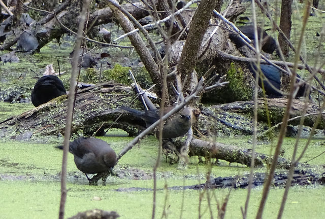 Rusty Blackbird