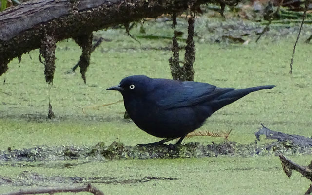 Rusty Blackbird