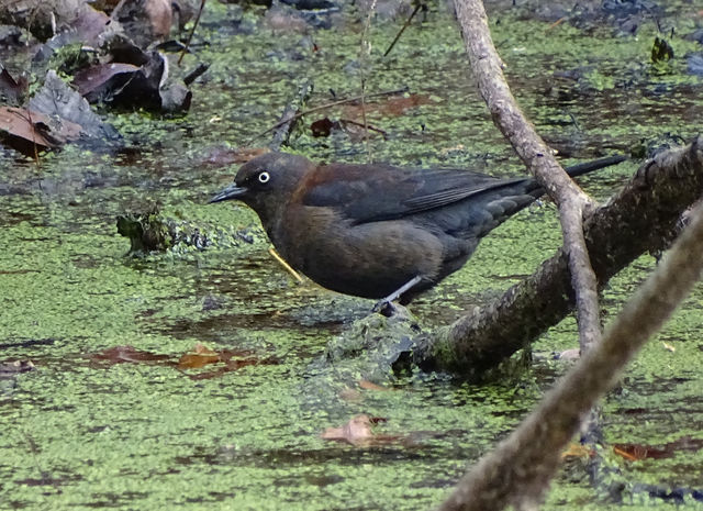 Rusty Blackbird