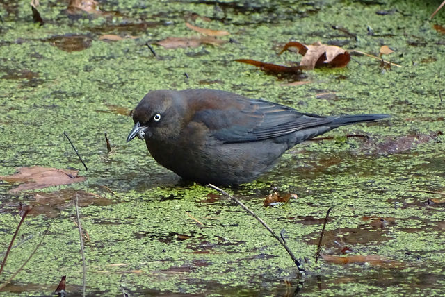 Rusty Blackbird