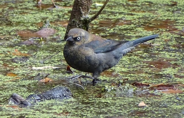 Rusty Blackbird