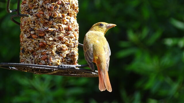 Summer Tanager