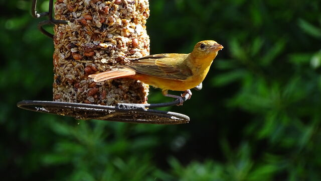 Summer Tanager