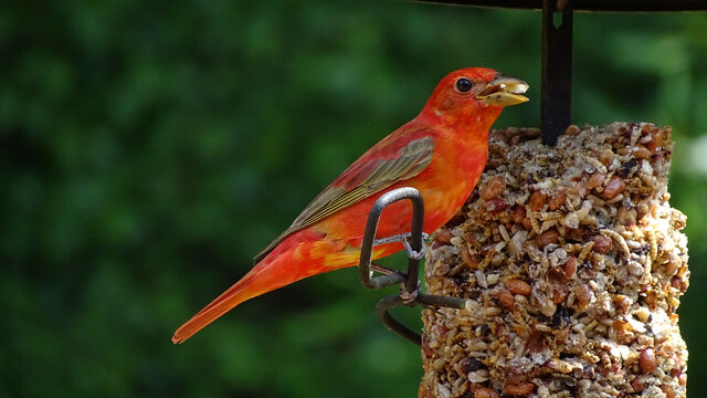 Summer Tanager