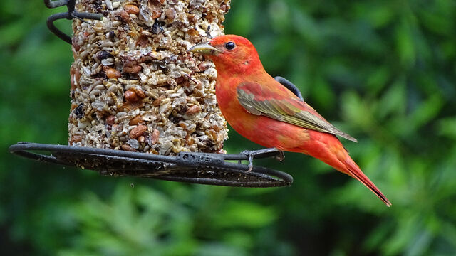 summer tanager feeder