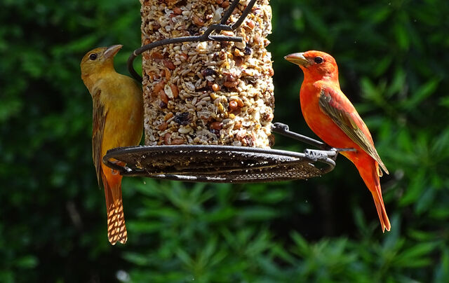 summer tanager bird feeder