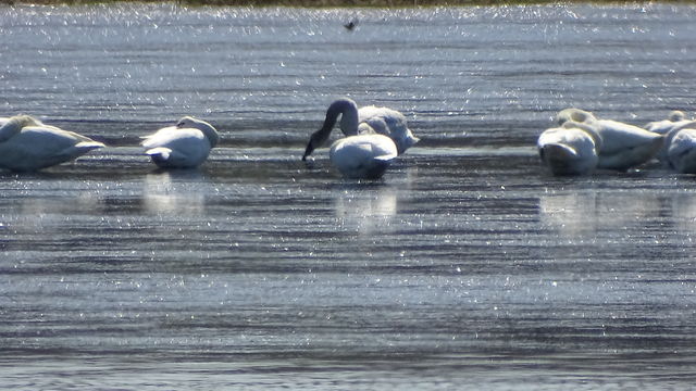 Trumpeter Swan