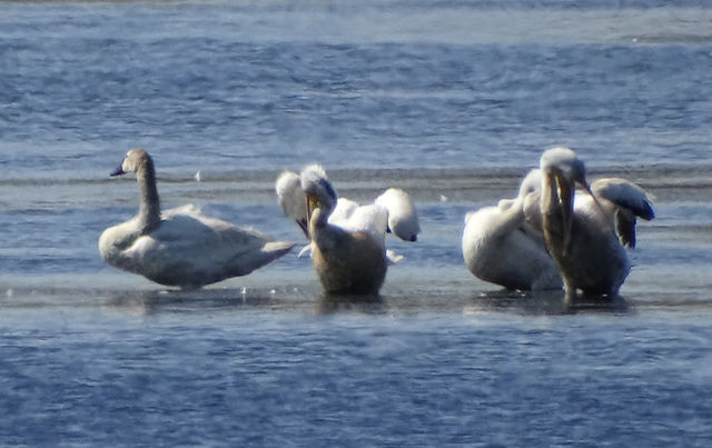 Trumpeter Swan