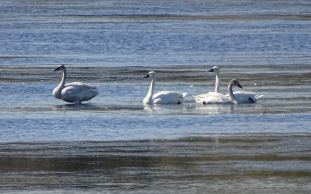 Trumpeter Swan