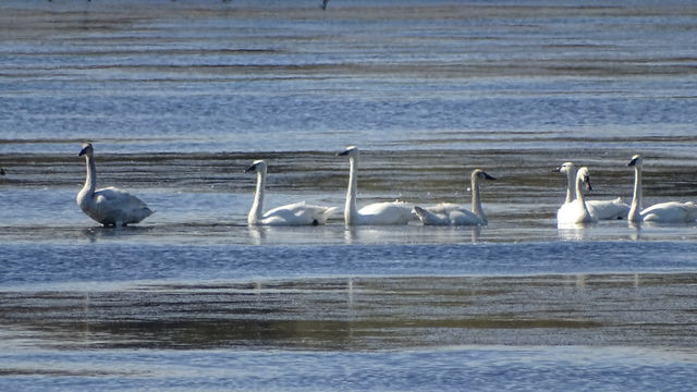 Trumpeter Swan