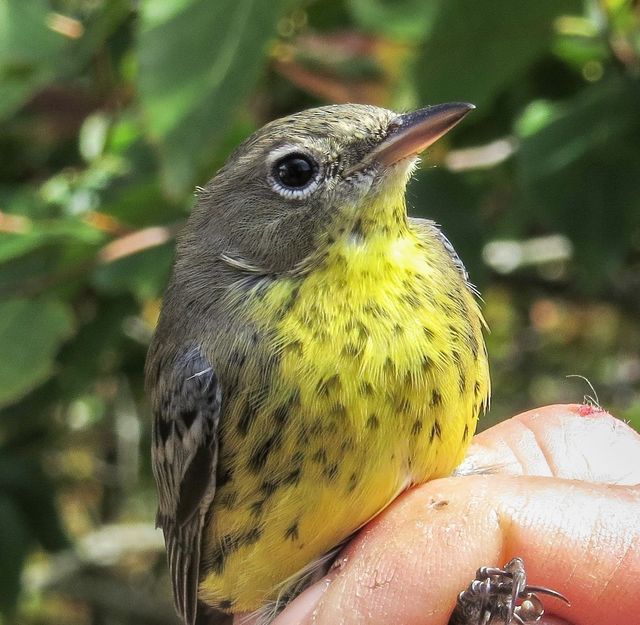 Kirtland's Warbler