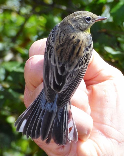 Kirtland's Warbler