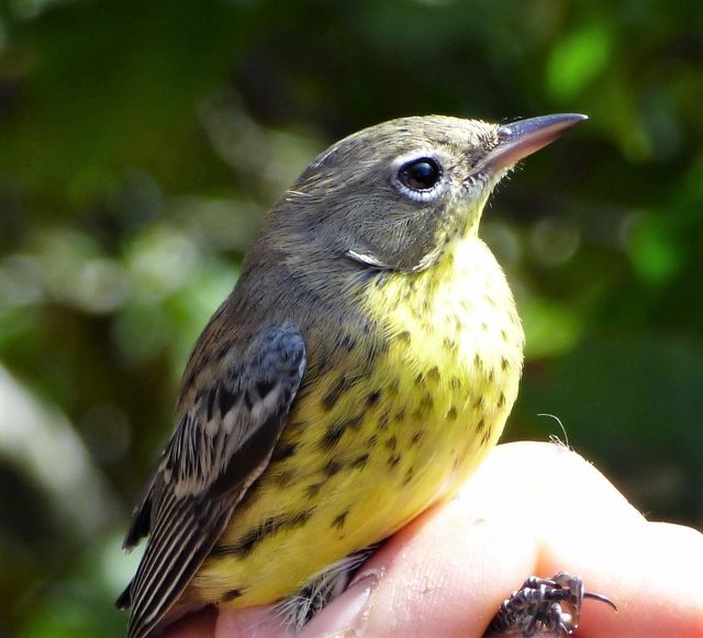 Kirtland's Warbler