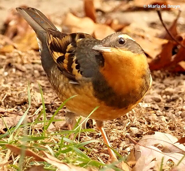 Varied Thrush