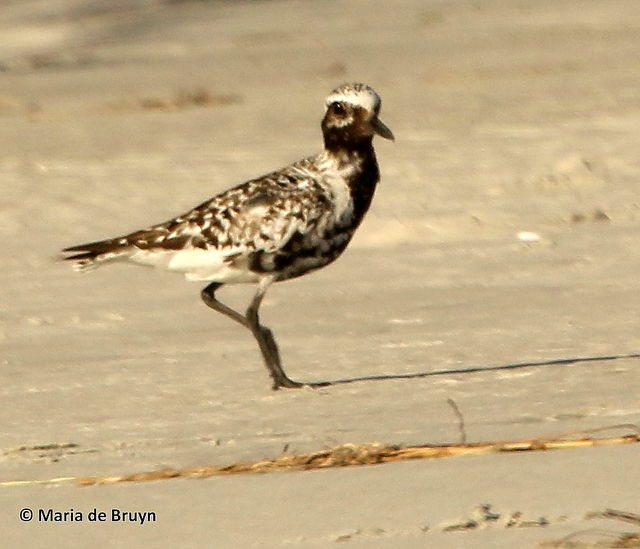 Black-bellied Plover