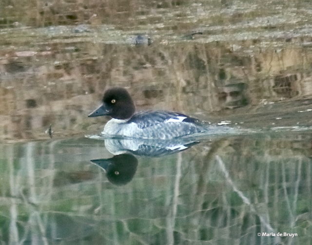 Common Goldeneye