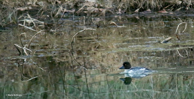 Common Goldeneye