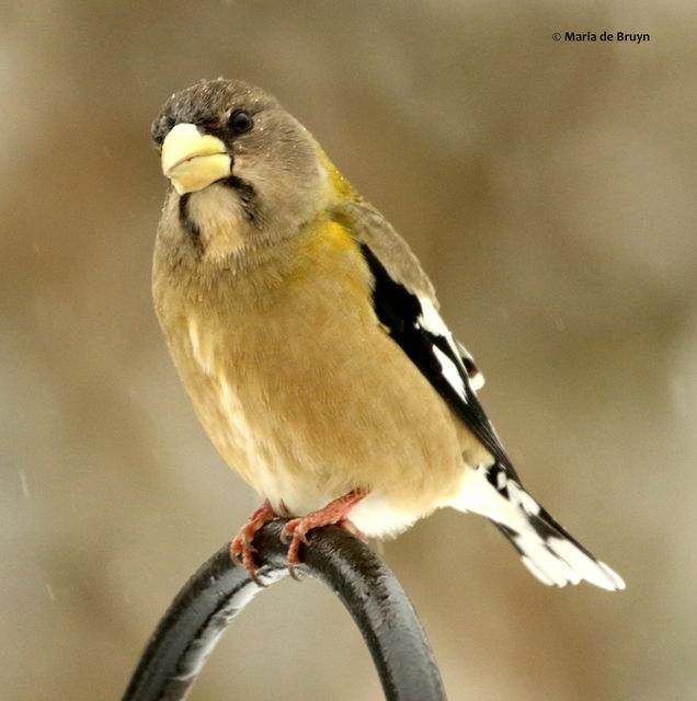 Evening Grosbeak