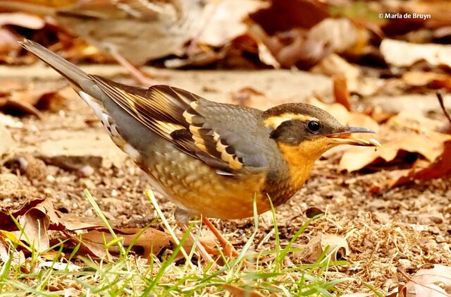 Varied Thrush