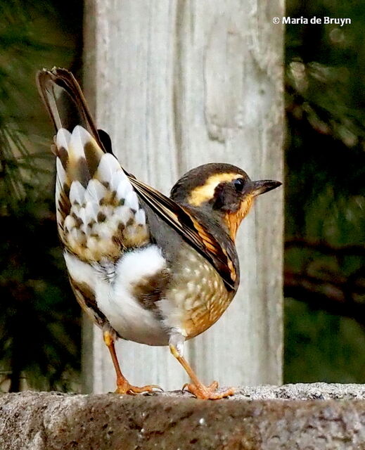 Varied Thrush