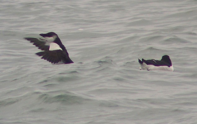 Thick-billed Murre and Razorbills