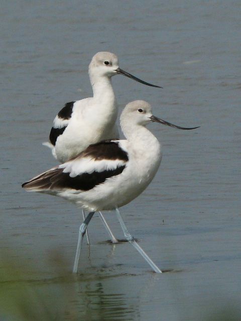 American Avocets