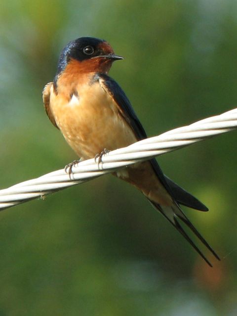 Barn Swallow