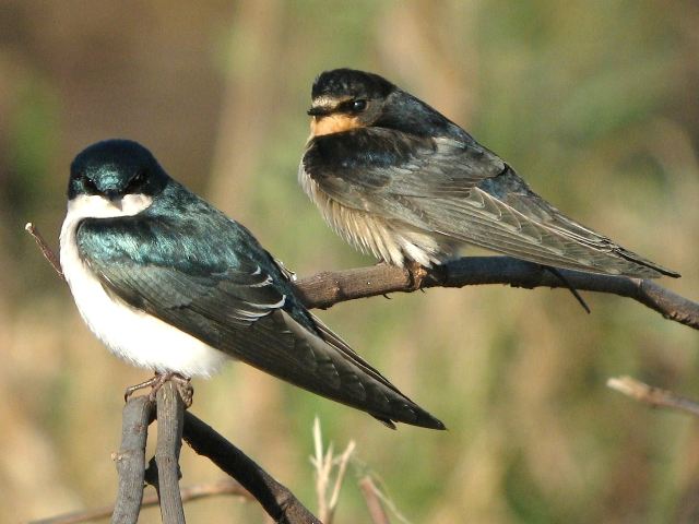 Barn Swallows and Tree Swallow