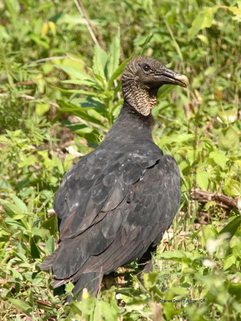 Black Vultures.