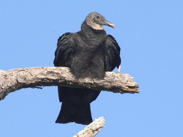 Black Vultures.