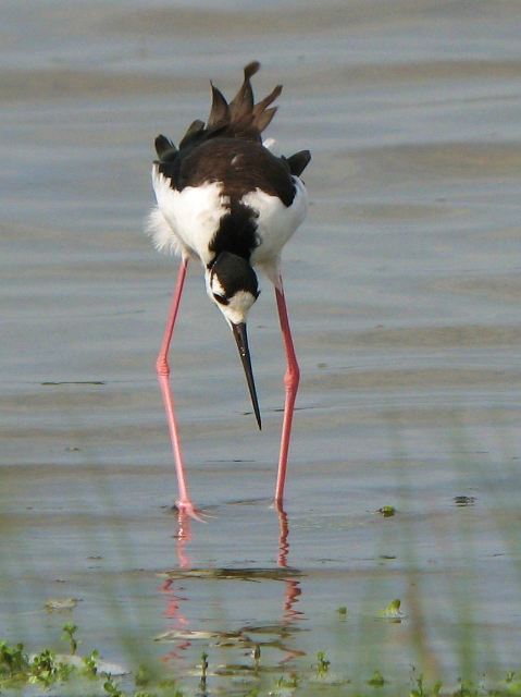 Black-necked Stilts