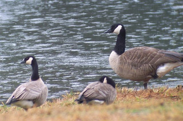 Cackling Geese