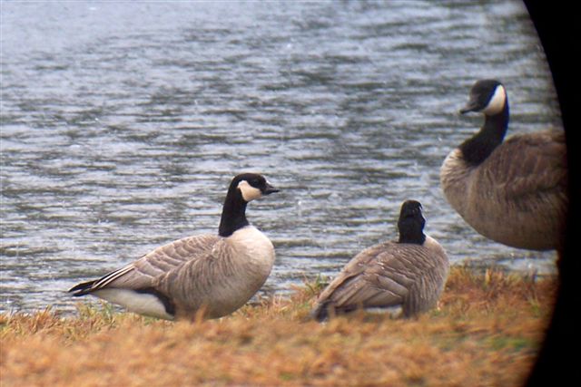 Cackling Geese