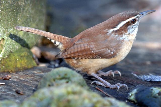 Carolina Wren