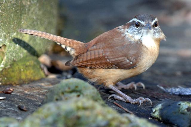 Carolina Wren