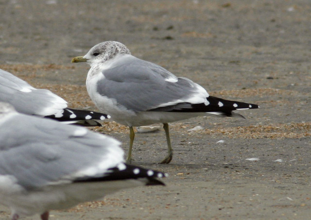 Common Gull