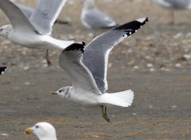 Common Gull