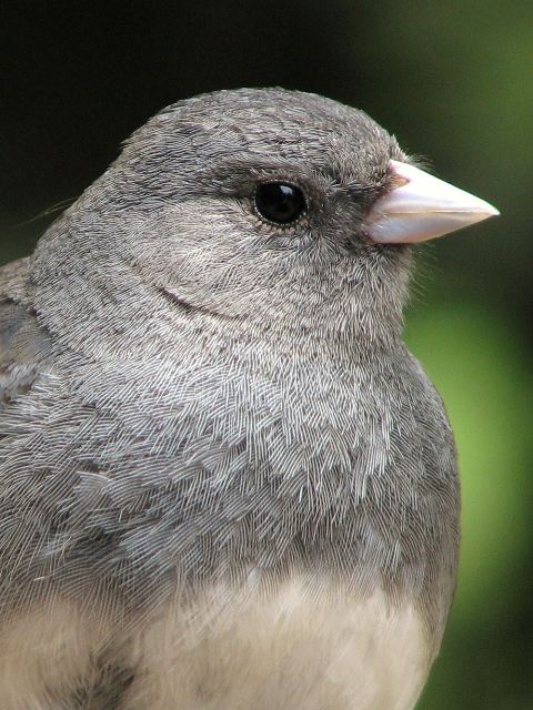 Dark-eyed Juncos