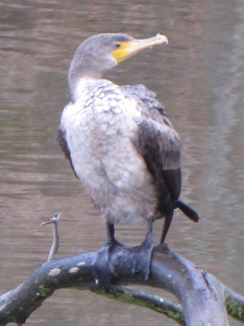 Double-crested Cormorant