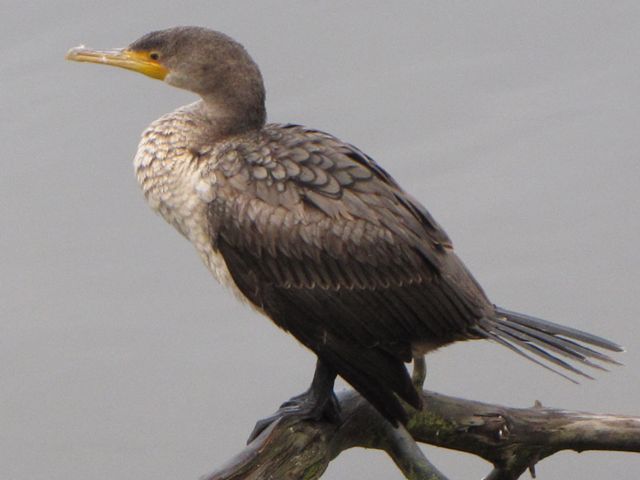 Double-crested Cormorant