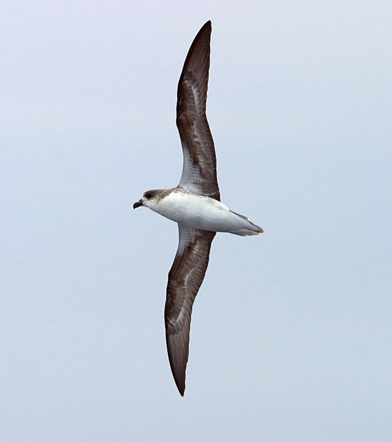 Fea's Petrel