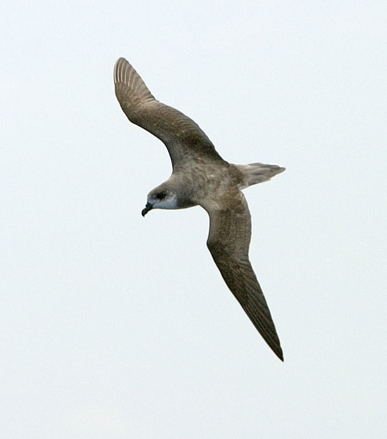 Fea's Petrel