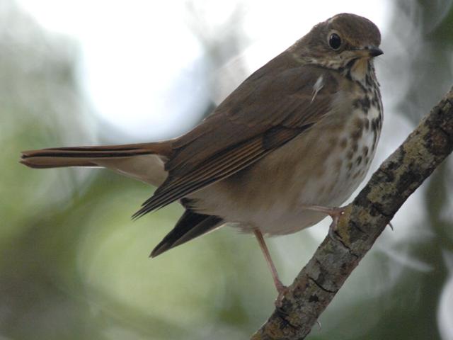 Hermit Thrush