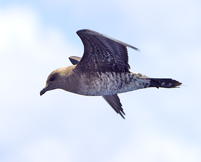 Long-tailed Jaeger