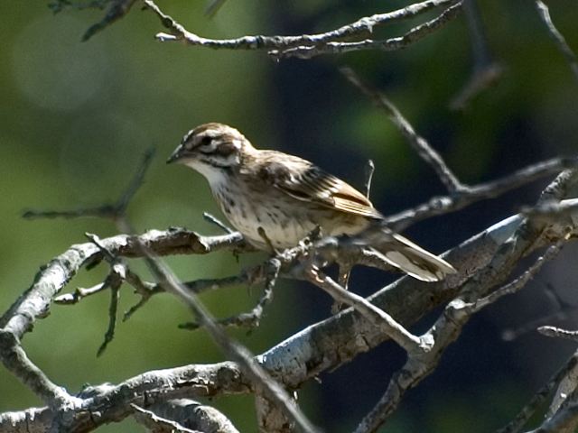 Lark Sparrow