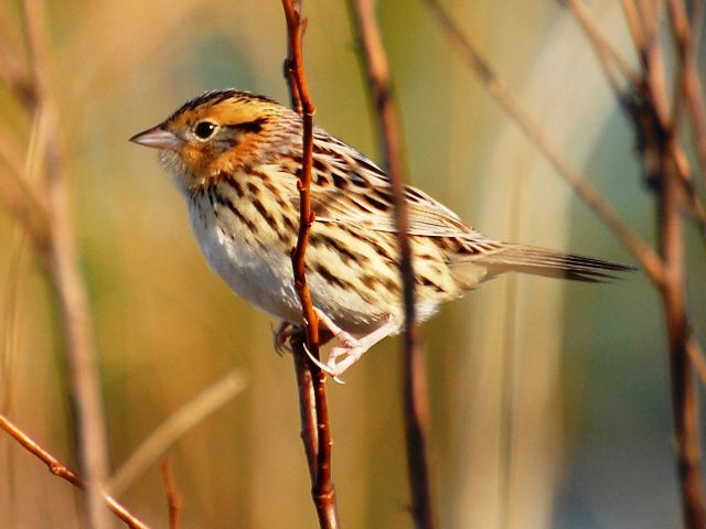 LeConte's Sparrow