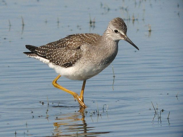 Lesser Yellowlegs